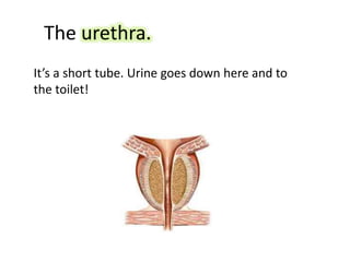 The urethra.
It’s a short tube. Urine goes down here and to
the toilet!
 
