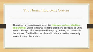The Human Excretory System
• The urinary system is made-up of the kidneys, ureters, bladder,
and urethra. Waste is filtered from the blood and collected as urine
in each kidney. Urine leaves the kidneys by ureters, and collects in
the bladder. The bladder can distend to store urine that eventually
leaves through the urethra.
 