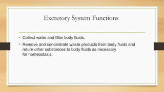 Excretory System Functions
• Collect water and filter body fluids.
• Remove and concentrate waste products from body fluids and
return other substances to body fluids as necessary
for homeostasis.
 
