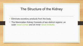 The Structure of the Kidney
• Eliminate excretory products from the body
• ​The Mammalian Kidney Consists of two distinct regions: an
outer renal cortex and an inner renal medulla
 