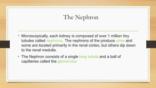 The Nephron
• Microscopically, each kidney is composed of over 1 million tiny
tubules called nephrons. The nephrons of the produce urine and
some are located primarily in the renal cortex, but others dip down
to the renal medulla.
• The Nephron consists of a single long tubule and a ball of
capillaries called the glomerulus
 