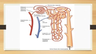The excretory system