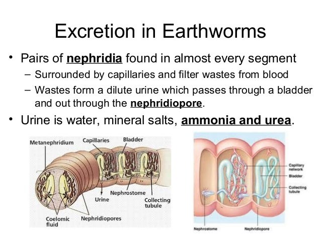 the excretory system branching flow chart