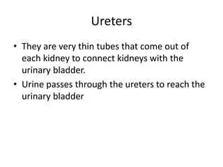 Ureters
• They are very thin tubes that come out of
each kidney to connect kidneys with the
urinary bladder.
• Urine passes through the ureters to reach the
urinary bladder
 