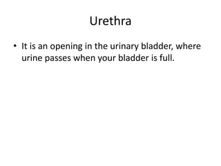 Urethra
• It is an opening in the urinary bladder, where
urine passes when your bladder is full.
 