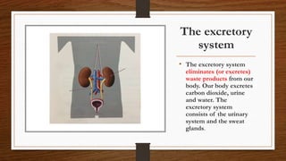 The excretory
system
• The excretory system
eliminates (or excretes)
waste products from our
body. Our body excretes
carbon dioxide, urine
and water. The
excretory system
consists of the urinary
system and the sweat
glands.
 