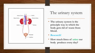 The urinary system
• The urinary system is the
principle way in which the
body gets rid of waste from
blood.
• Research!
• How much litres of urine our
body produce every day?
 