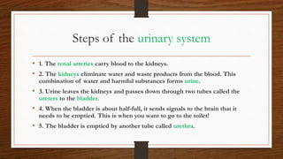 Steps of the urinary system
• 1. The renal arteries carry blood to the kidneys.
• 2. The kidneys eliminate water and waste products from the blood. This
combination of water and harmful substances forms urine.
• 3. Urine leaves the kidneys and passes down through two tubes called the
ureters to the bladder.
• 4. When the bladder is about half-full, it sends signals to the brain that it
needs to be emptied. This is when you want to go to the toilet!
• 5. The bladder is emptied by another tube called urethra.
 