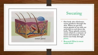 Sweating
• Our body also eliminates
waste products through the
skin. When we get hot,
sweat glands in our skin are
activated to cool down the
body. These glands excrete
sweat which is a mixture of
water and minerals. Sweat
leaves our body through
pores.
• Research! What is sweat
made from?
 