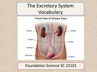 The Excretory System
Vocabulary
Foundation Science SC 22101
 