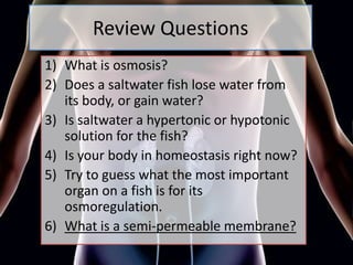 Review Questions
1) What is osmosis?
2) Does a saltwater fish lose water from
its body, or gain water?
3) Is saltwater a hypertonic or hypotonic
solution for the fish?
4) Is your body in homeostasis right now?
5) Try to guess what the most important
organ on a fish is for its
osmoregulation.
6) What is a semi-permeable membrane?
 