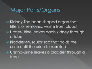 Kidney-The bean-shaped organ that
filters, or removes, waste from blood
 Ureter-Urine leaves each kidney through
a tube
 Bladder-Muscular sac that holds the
urine until the urine is excreted
 Uretha-Urine leaves a bladder through a
tube


 