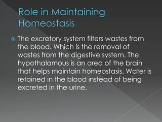

The excretory system filters wastes from
the blood. Which is the removal of
wastes from the digestive system. The
hypothalamous is an area of the brain
that helps maintain homeostasis. Water is
retained in the blood instead of being
excreted in the urine.

 