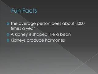 The average person pees about 3000
times a year
 A kidney is shaped like a bean
 Kidneys produce hormones


 