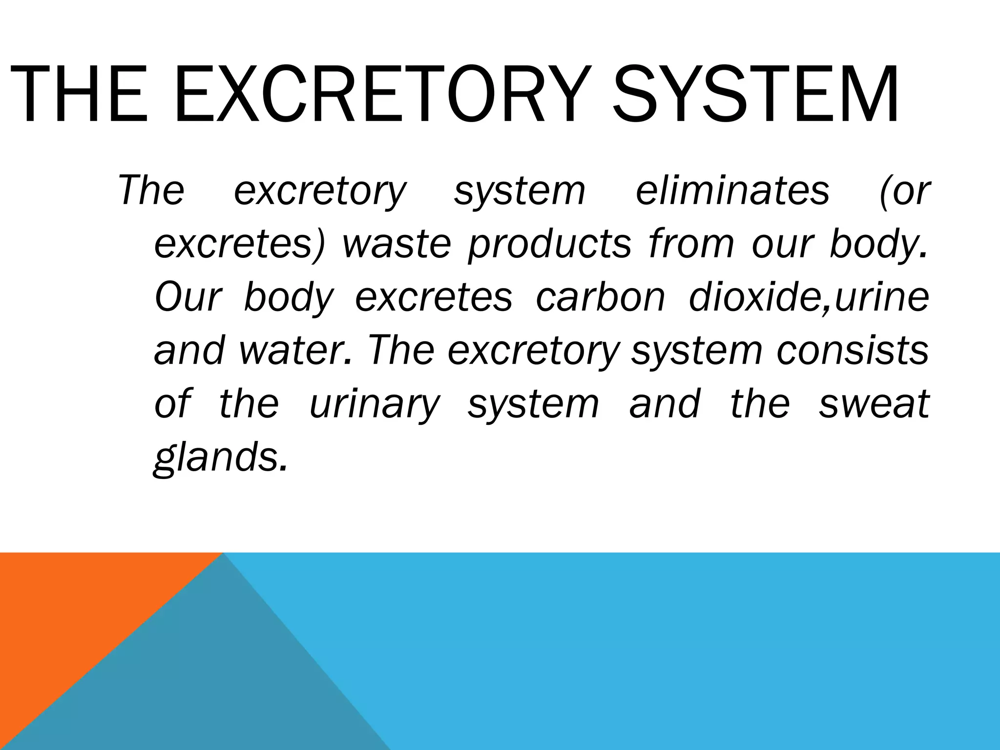 THE EXCRETORY SYSTEM
The excretory system eliminates (or
excretes) waste products from our body.
Our body excretes carbon dioxide,urine
and water. The excretory system consists
of the urinary system and the sweat
glands.