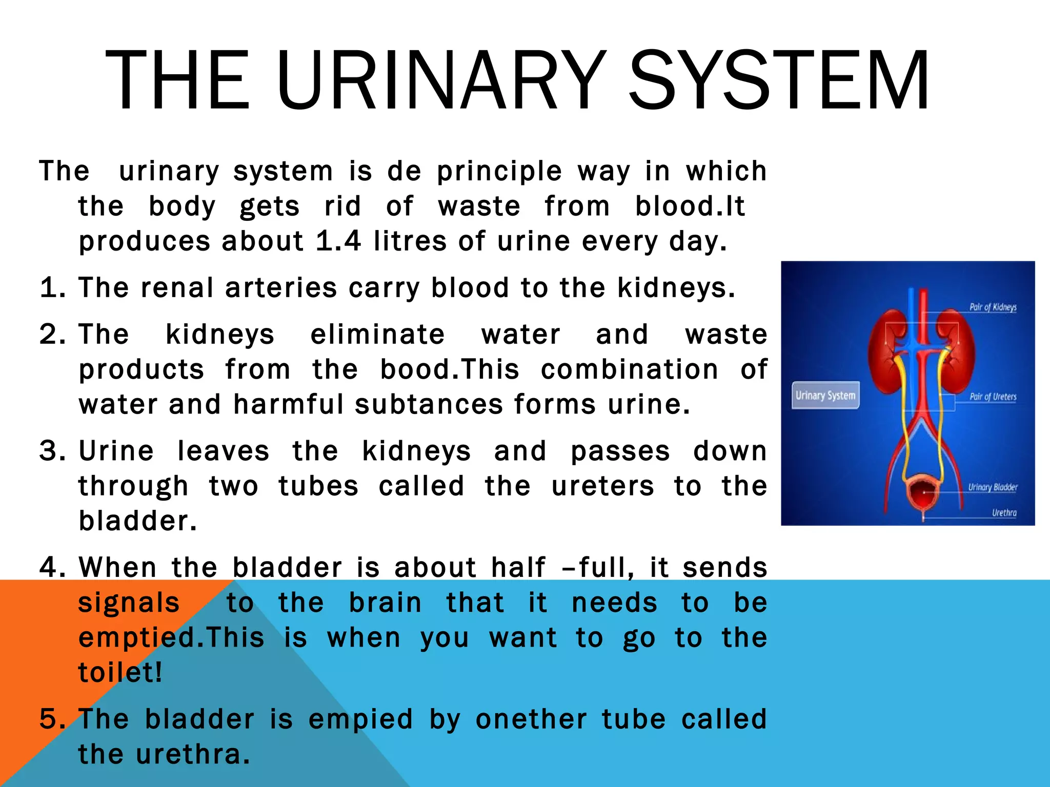THE URINARY SYSTEM
The urinary system is de principle way in which
the body gets rid of waste from blood.It
produces about 1.4 litres of urine every day.
1. The renal arteries carry blood to the kidneys.
2. The kidneys eliminate water and waste
products from the bood.This combination of
water and harmful subtances forms urine.
3. Urine leaves the kidneys and passes down
through two tubes called the ureters to the
bladder.
4. When the bladder is about half –full, it sends
signals to the brain that it needs to be
emptied.This is when you want to go to the
toilet!
5. The bladder is empied by onether tube called
the urethra.