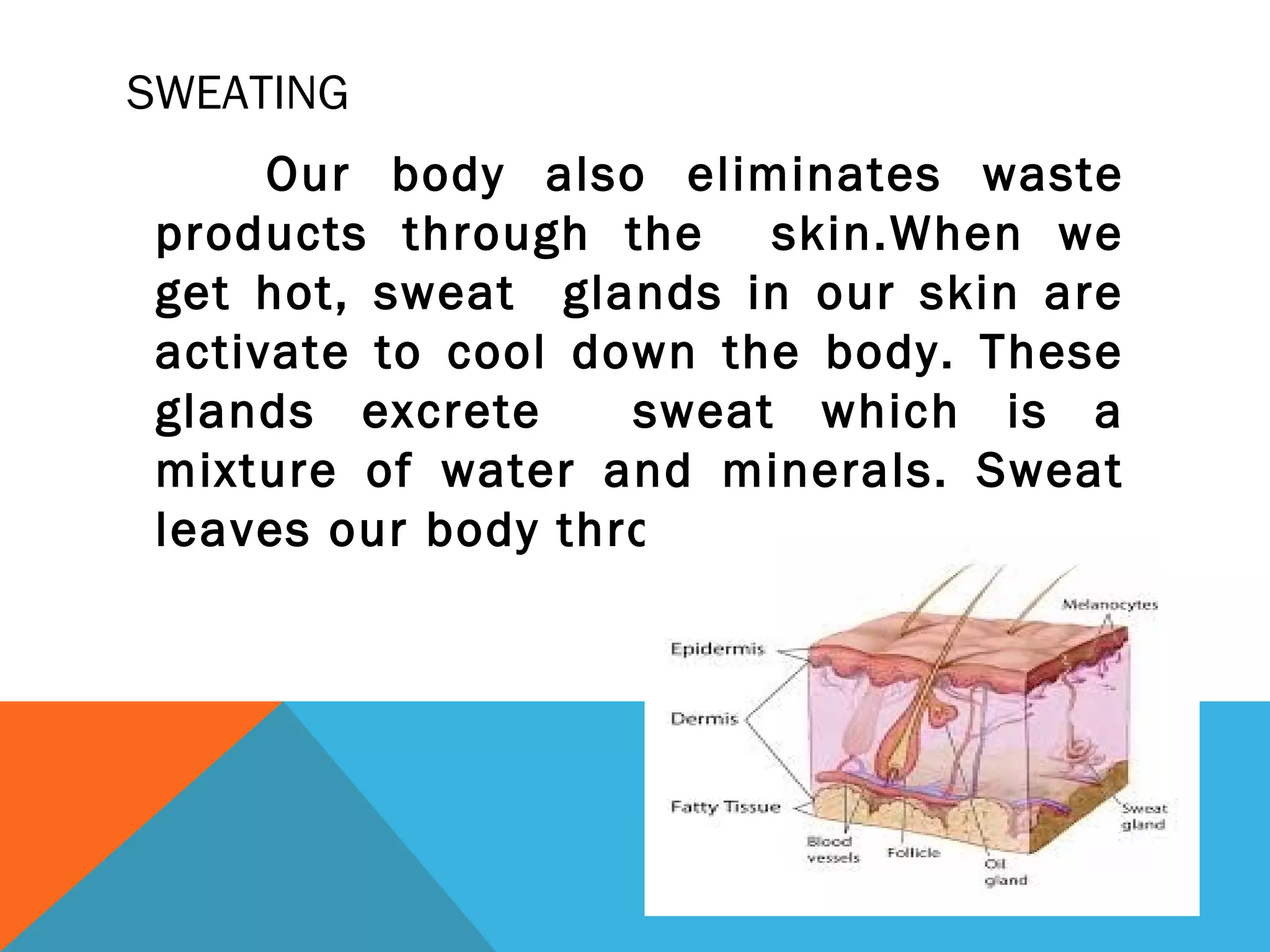 SWEATING
Our body also eliminates waste
products through the skin.When we
get hot, sweat glands in our skin are
activate to cool down the body. These
glands excrete sweat which is a
mixture of water and minerals. Sweat
leaves our body through the pores.