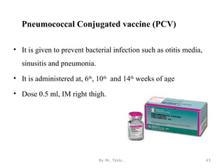 Pneumococcal Conjugated vaccine (PCV)
• It is given to prevent bacterial infection such as otitis media,
sinusitis and pneumonia.
• It is administered at, 6th
, 10th
and 14th
weeks of age
• Dose 0.5 ml, IM right thigh.
By Mr. Teklu . 43
 