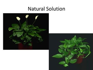 Natural Solution

 