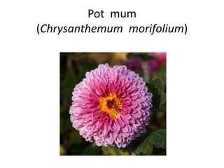 Pot mum
(Chrysanthemum morifolium)

 