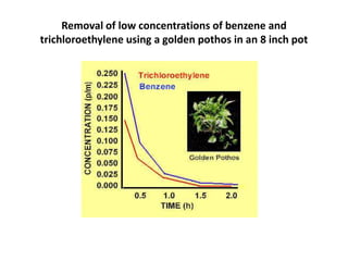 Removal of low concentrations of benzene and
trichloroethylene using a golden pothos in an 8 inch pot

 