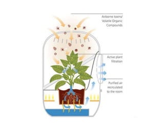 The extent of indoor pollution in jamaica