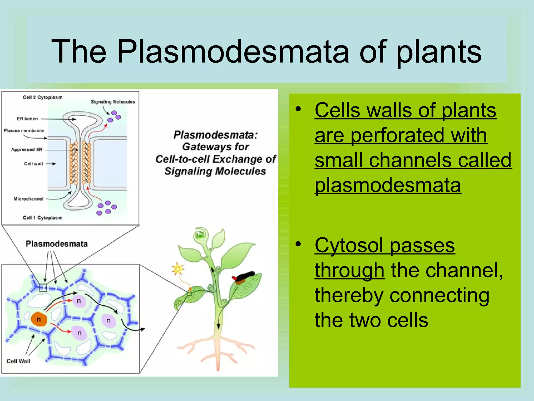 The Plasmodesmata of plants
• Cells walls of plants
are perforated with
small channels called
plasmodesmata
• Cytosol passes
through the channel,
thereby connecting
the two cells
 