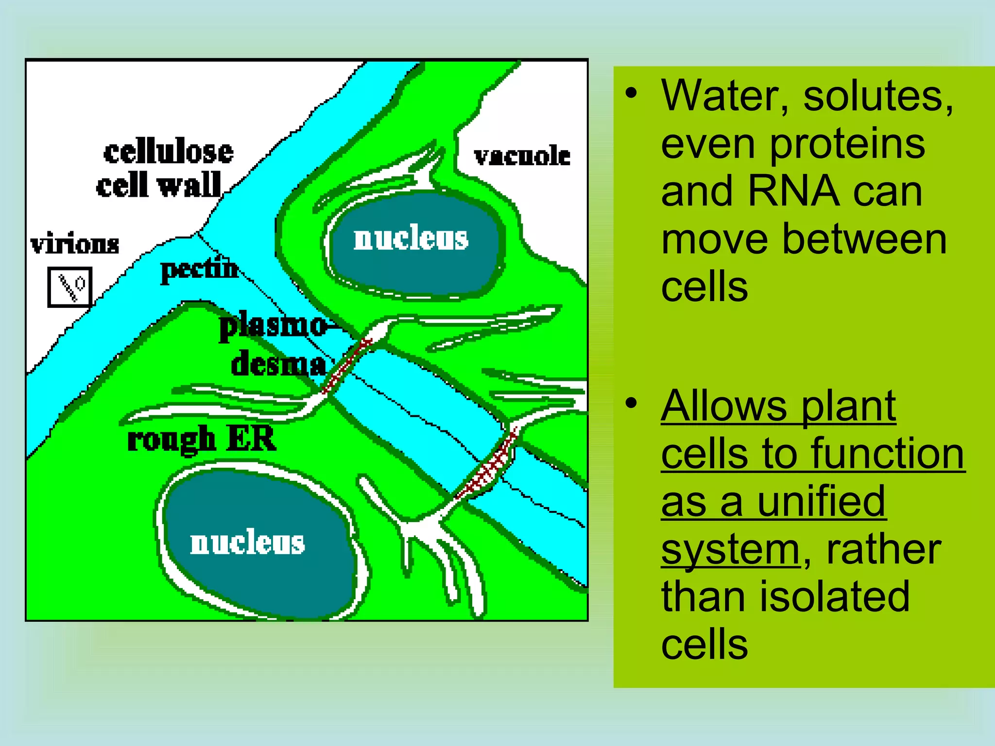 • Water, solutes,
even proteins
and RNA can
move between
cells
• Allows plant
cells to function
as a unified
system, rather
than isolated
cells
 