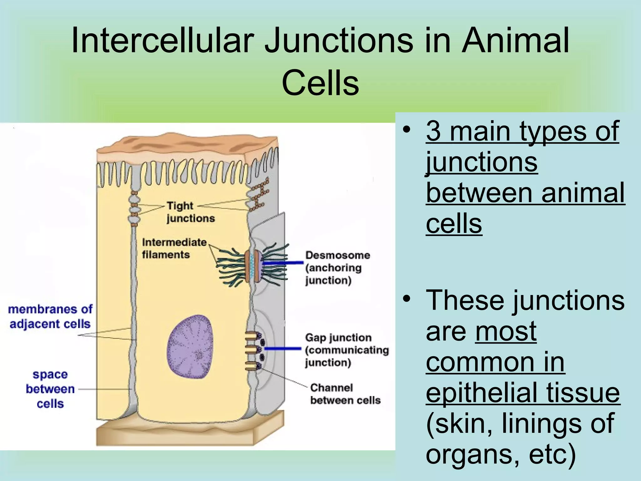 Intercellular Junctions in Animal
Cells
• 3 main types of
junctions
between animal
cells
• These junctions
are most
common in
epithelial tissue
(skin, linings of
organs, etc)
 