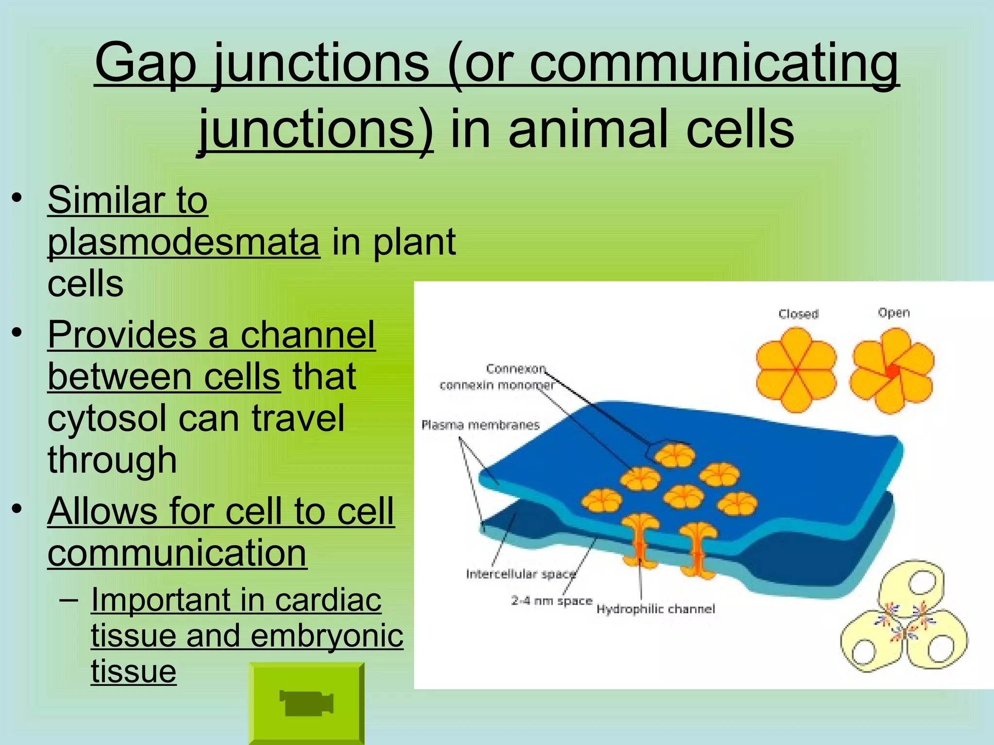 Gap junctions (or communicating
junctions) in animal cells
• Similar to
plasmodesmata in plant
cells
• Provides a channel
between cells that
cytosol can travel
through
• Allows for cell to cell
communication
– Important in cardiac
tissue and embryonic
tissue
 