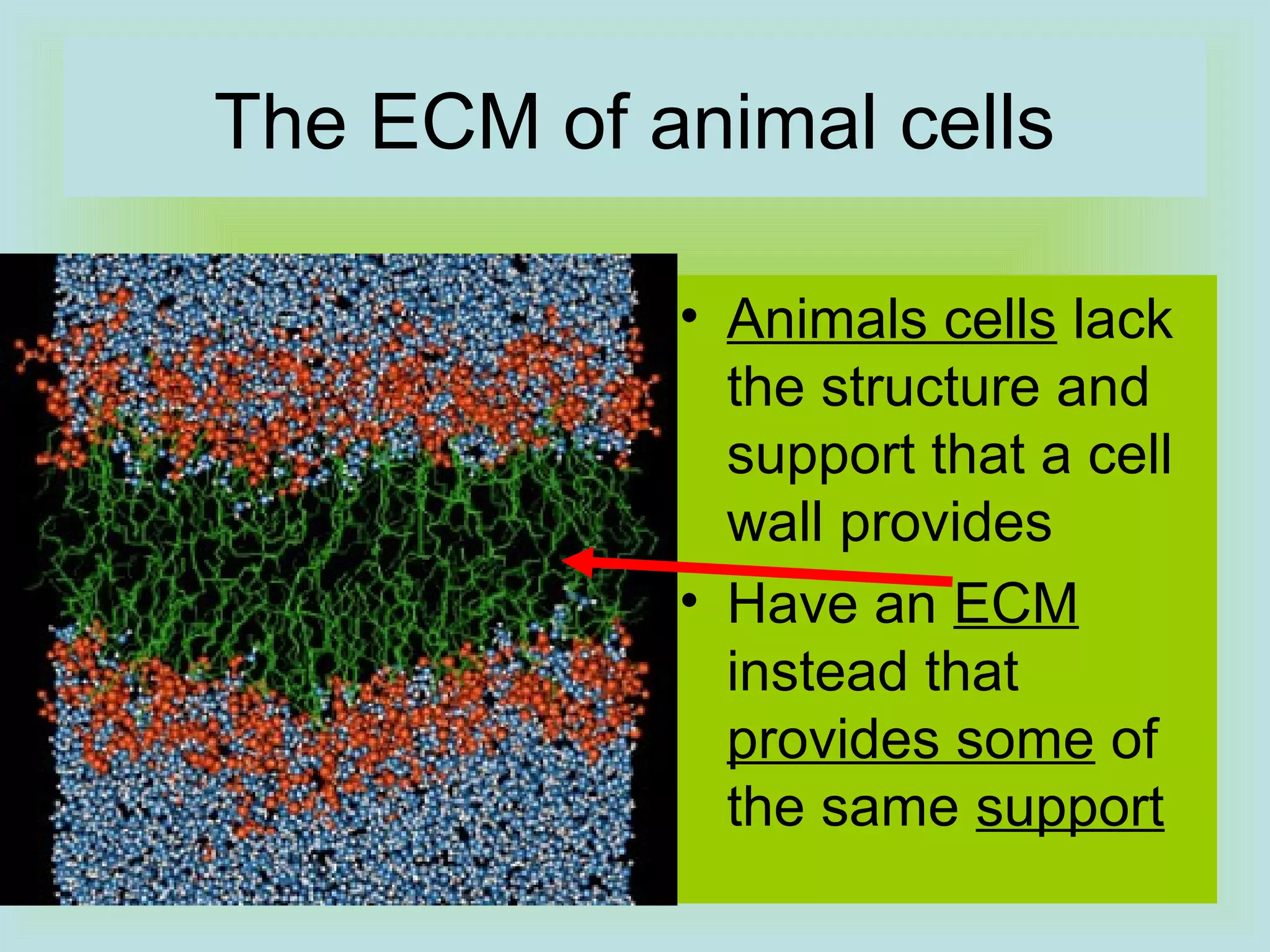 The ECM of animal cells
• Animals cells lack
the structure and
support that a cell
wall provides
• Have an ECM
instead that
provides some of
the same support
 