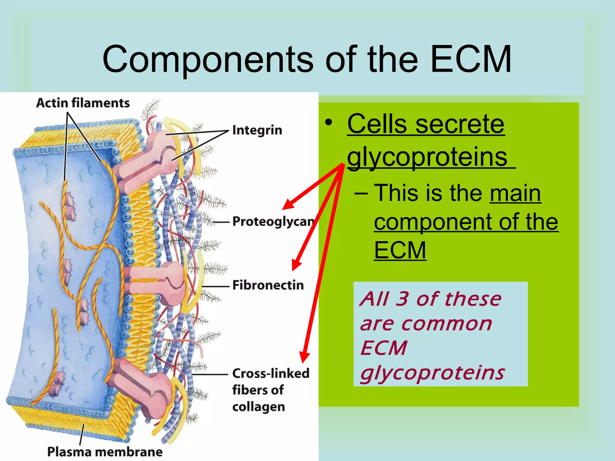 Components of the ECM
• Cells secrete
glycoproteins
– This is the main
component of the
ECM
All 3 of these
are common
ECM
glycoproteins
 