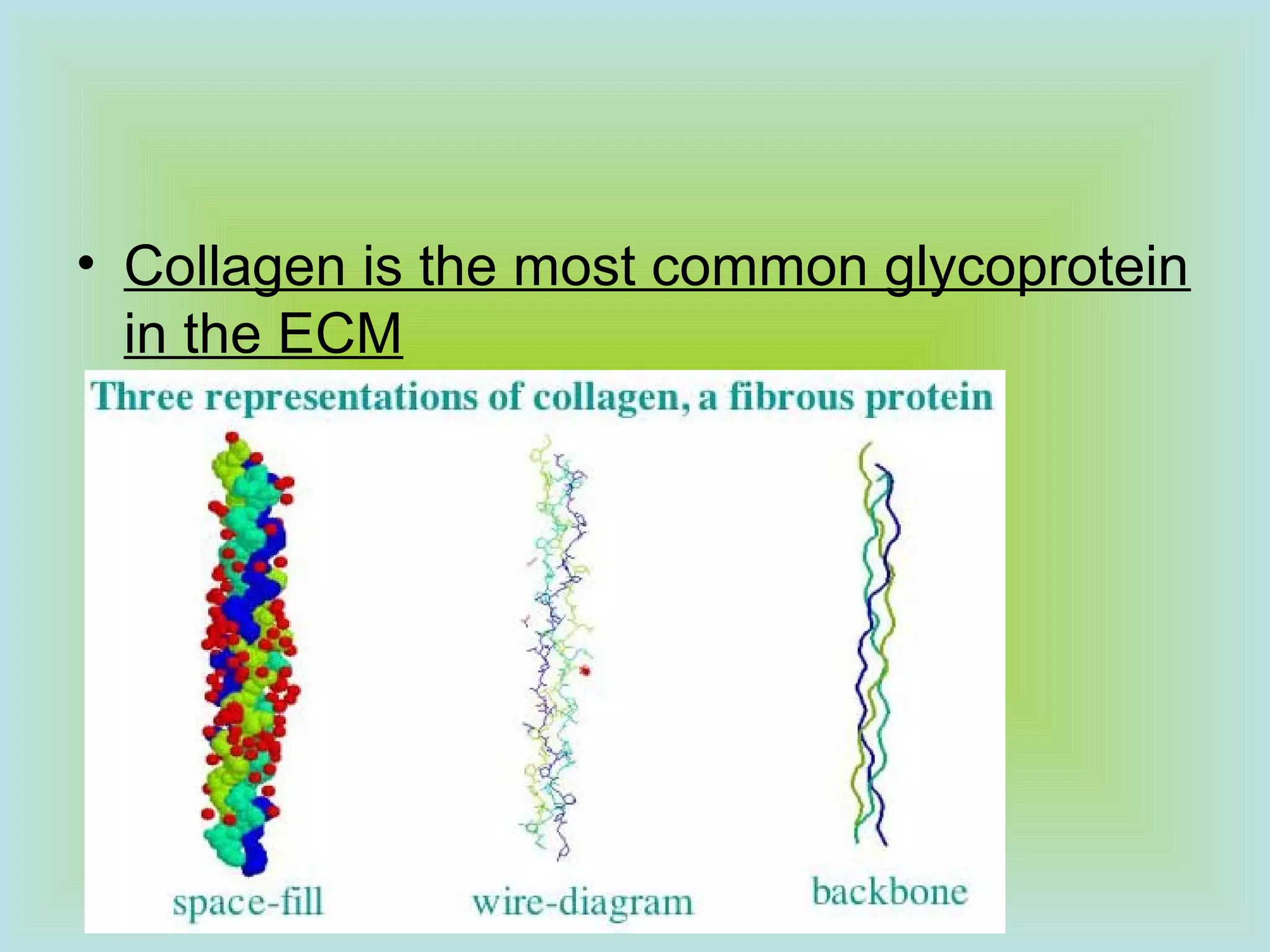 • Collagen is the most common glycoprotein
in the ECM
 