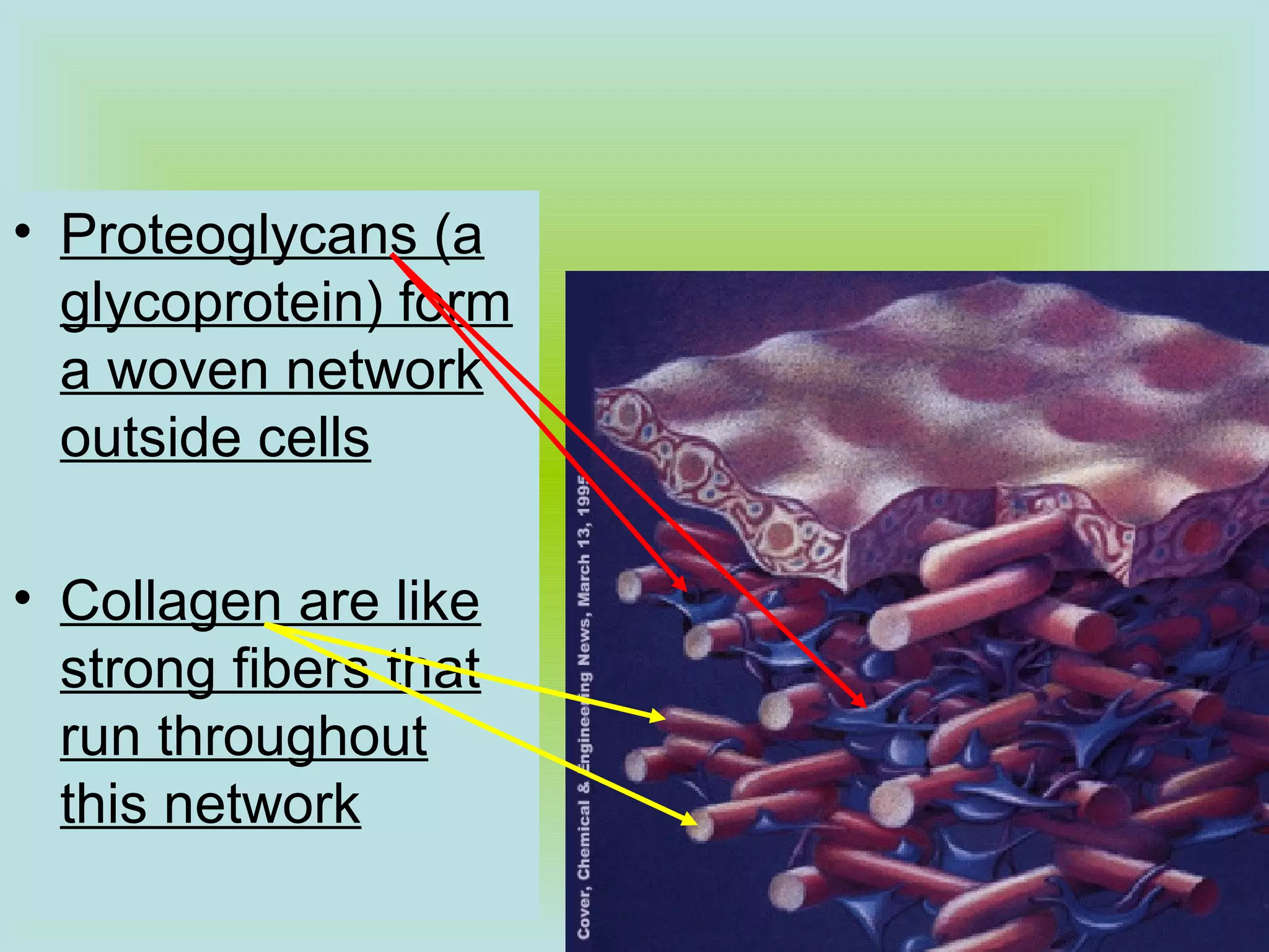 • Proteoglycans (a
glycoprotein) form
a woven network
outside cells
• Collagen are like
strong fibers that
run throughout
this network
 