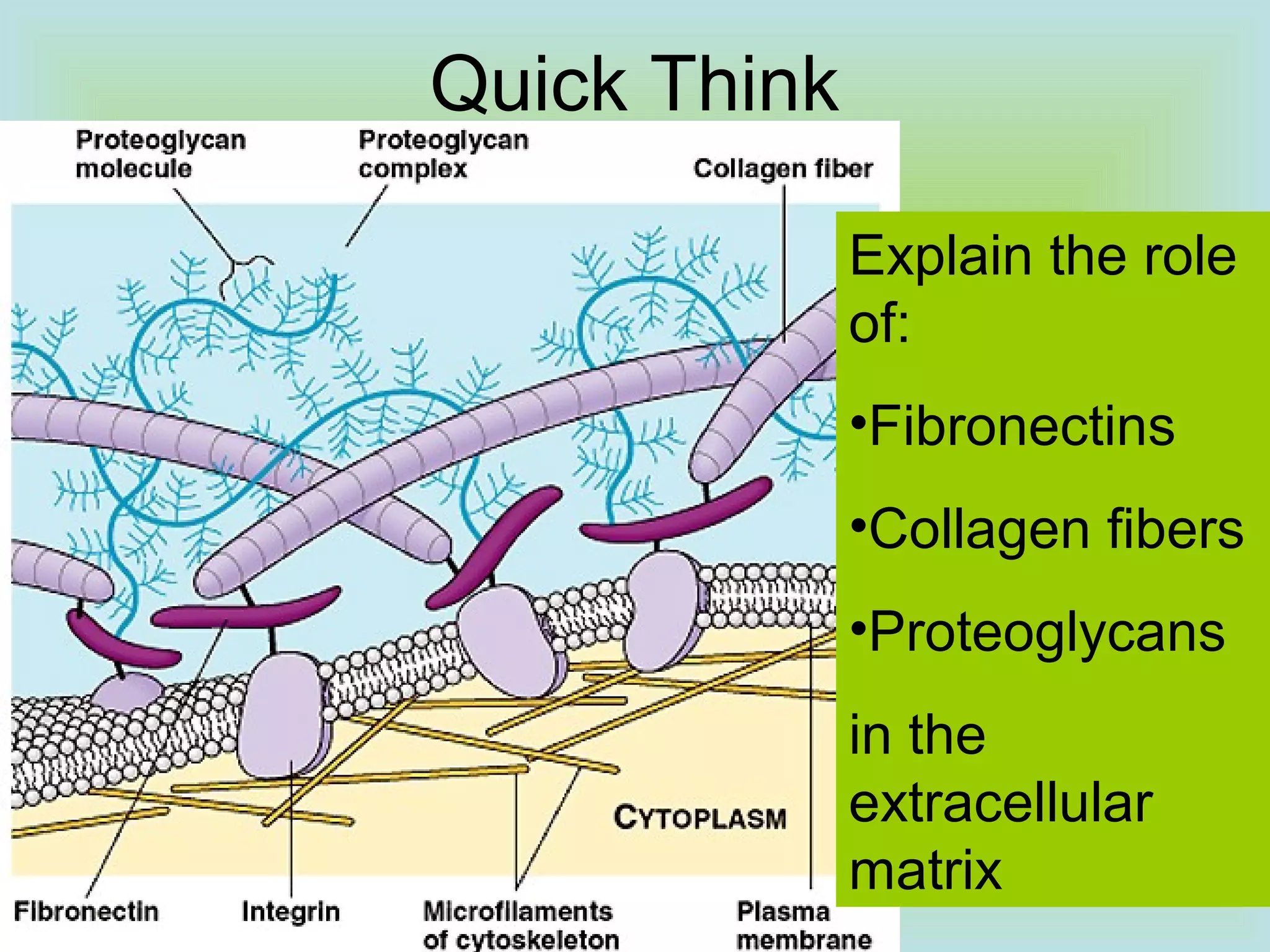 Quick Think
Explain the role
of:
•Fibronectins
•Collagen fibers
•Proteoglycans
in the
extracellular
matrix
 