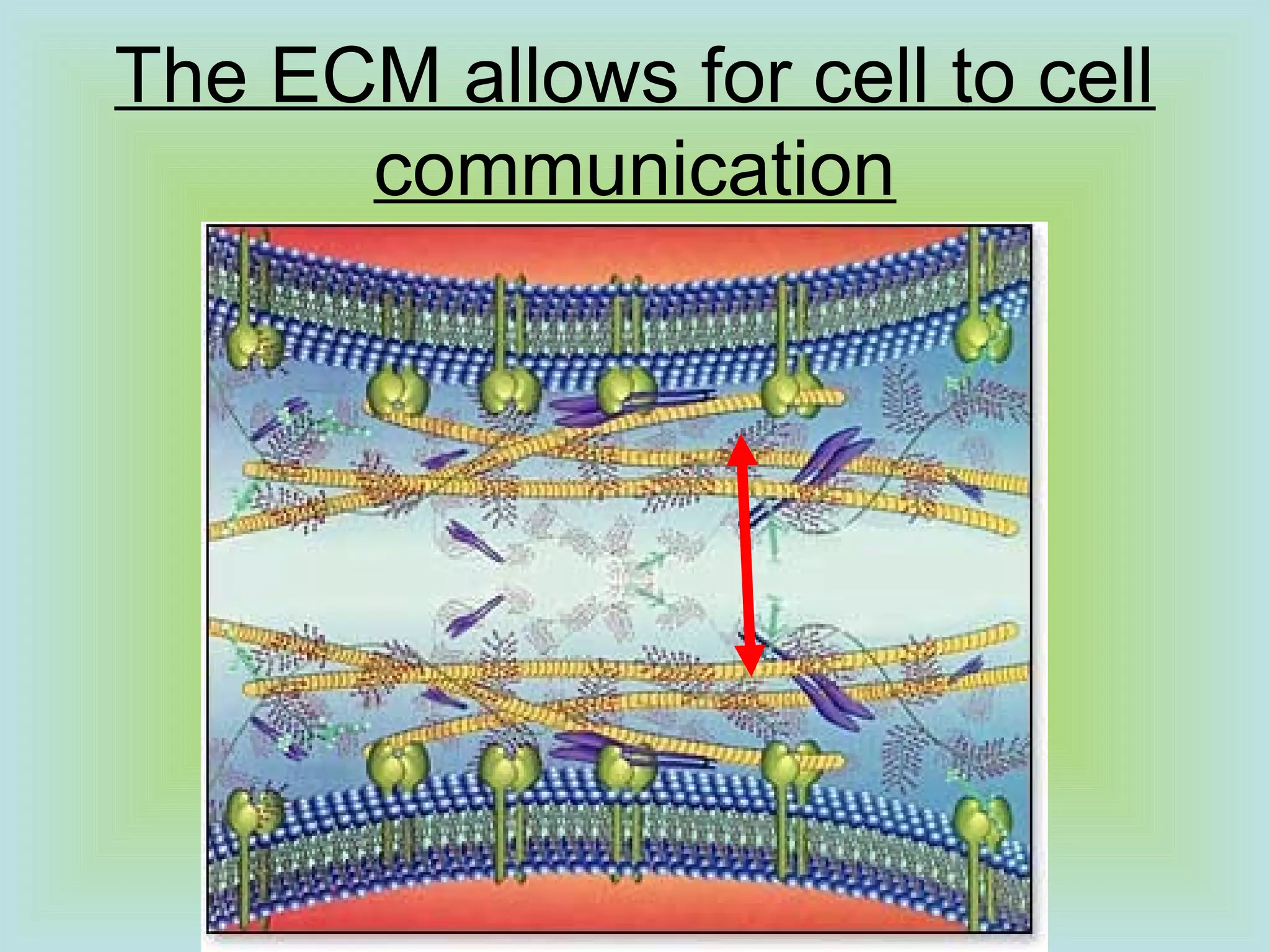 The ECM allows for cell to cell
communication
 