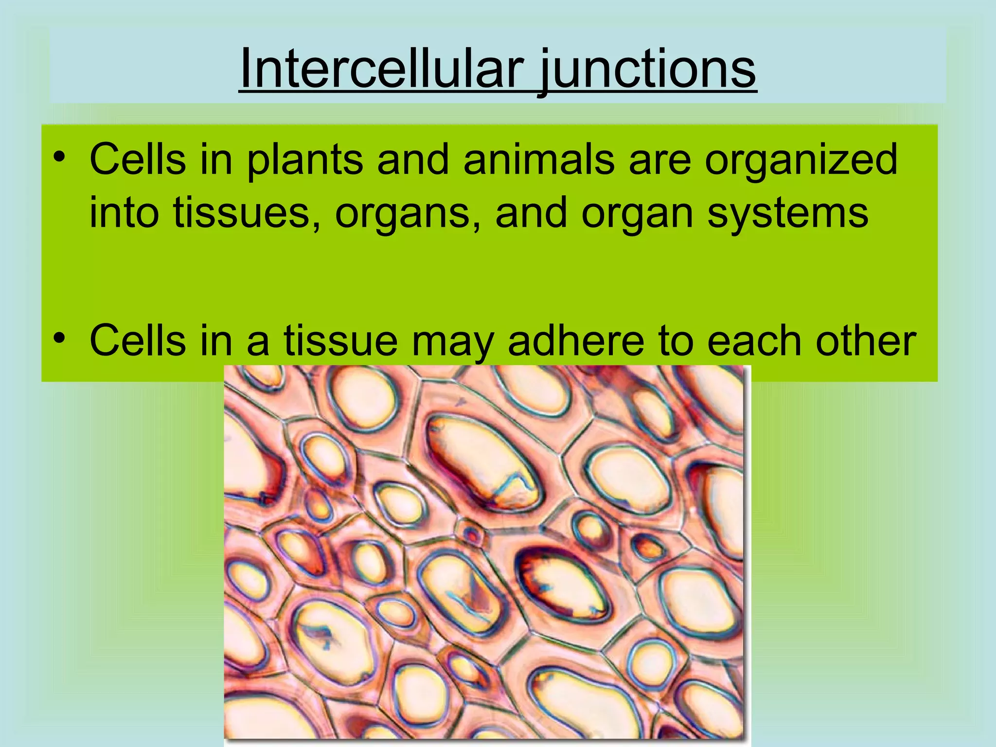 Intercellular junctions
• Cells in plants and animals are organized
into tissues, organs, and organ systems
• Cells in a tissue may adhere to each other
 