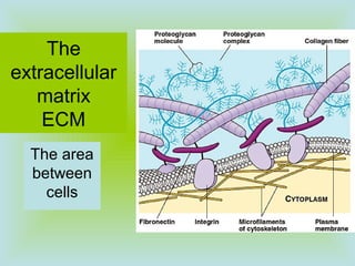 The
extracellular
matrix
ECM
The area
between
cells
 