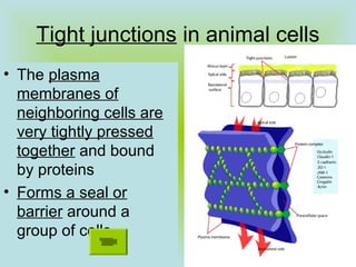 Tight junctions in animal cells
• The plasma
membranes of
neighboring cells are
very tightly pressed
together and bound
by proteins
• Forms a seal or
barrier around a
group of cells
 