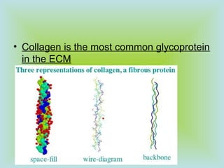 • Collagen is the most common glycoprotein
in the ECM
 