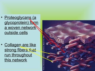 • Proteoglycans (a
glycoprotein) form
a woven network
outside cells
• Collagen are like
strong fibers that
run throughout
this network
 