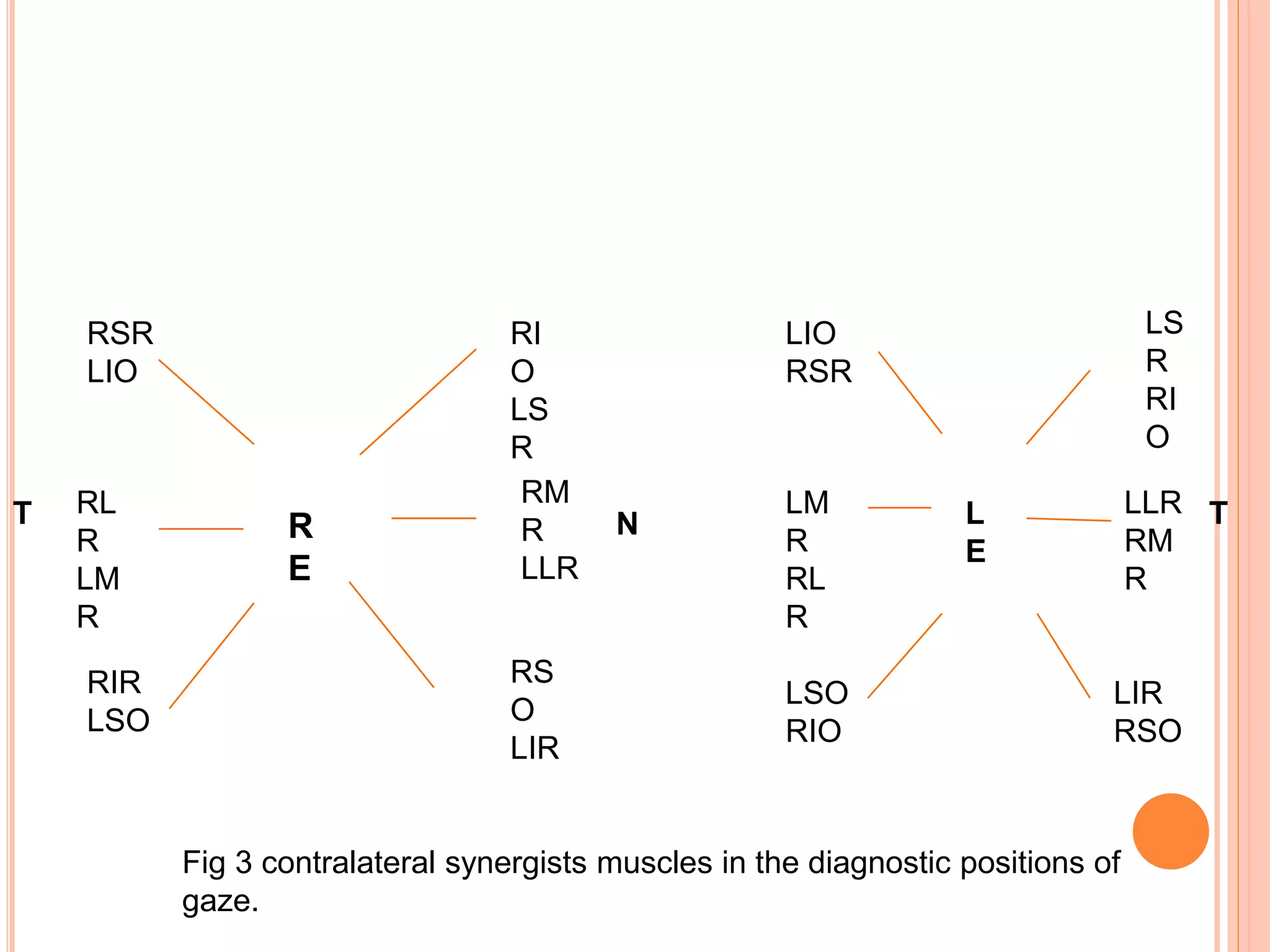 The extraocular muscles and ocular movements | PPTX