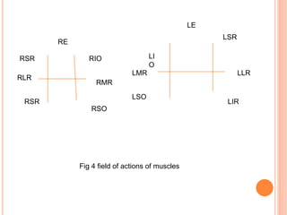 The extraocular muscles and ocular movements | PPTX