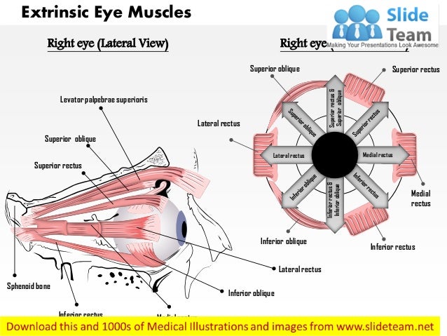 The extrinsic eye muscles medical images for power point