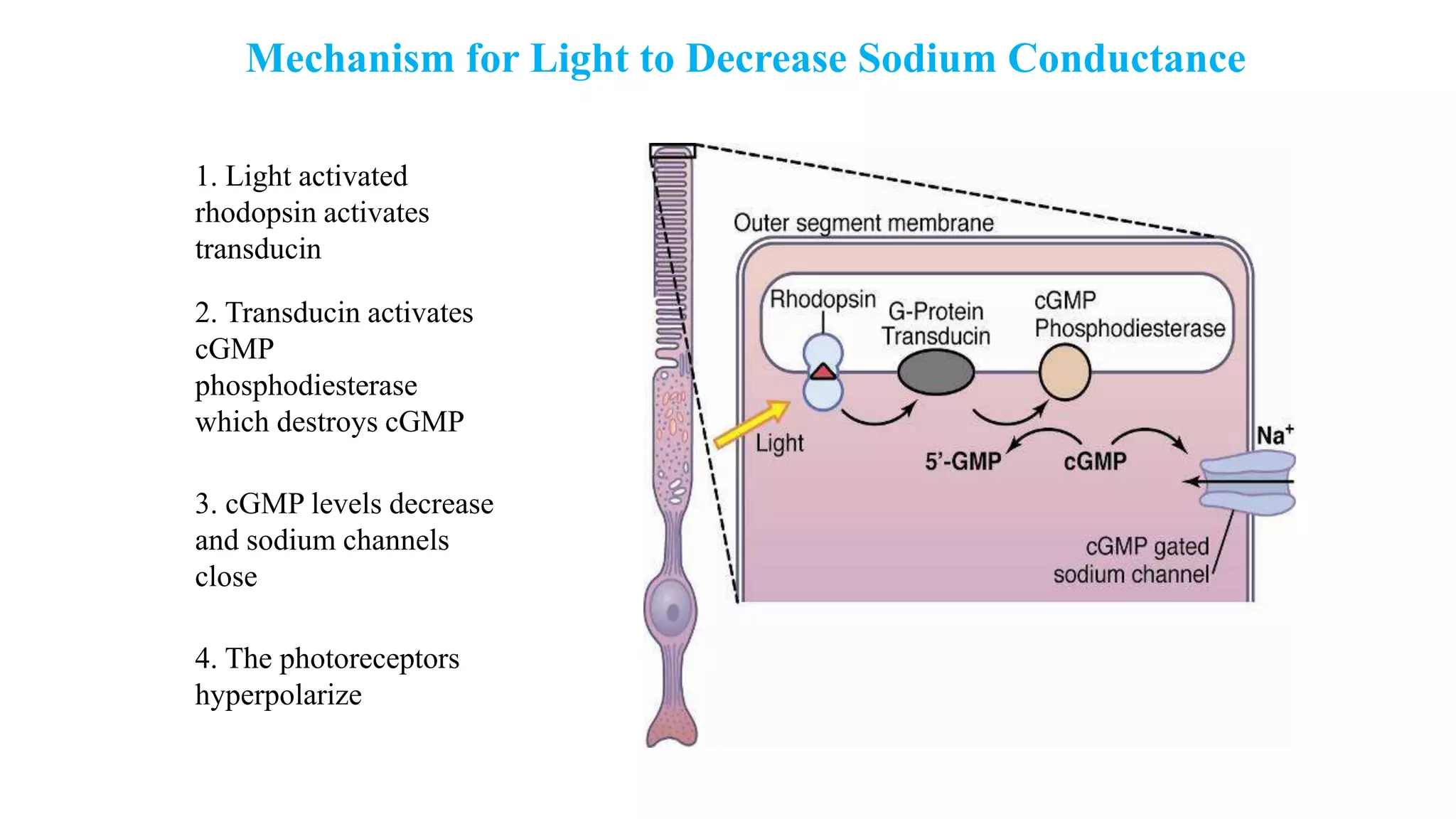 Mechanism for Light to Decrease Sodium Conductance
1. Light activated
rhodopsin activates
transducin
2. Transducin activates
cGMP
phosphodiesterase
which destroys cGMP
3. cGMP levels decrease
and sodium channels
close
4. The photoreceptors
hyperpolarize
 