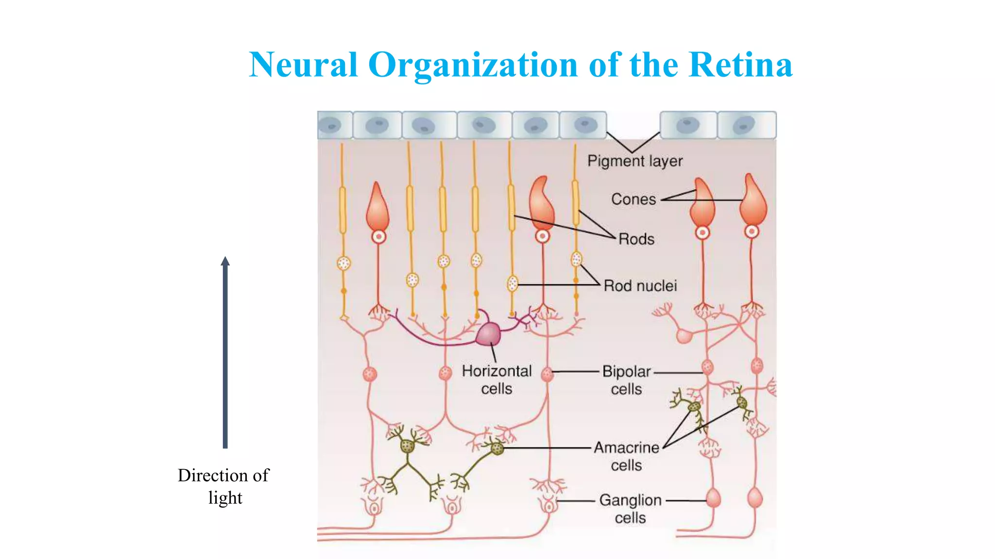 Neural Organization of the Retina
Direction of
light
 