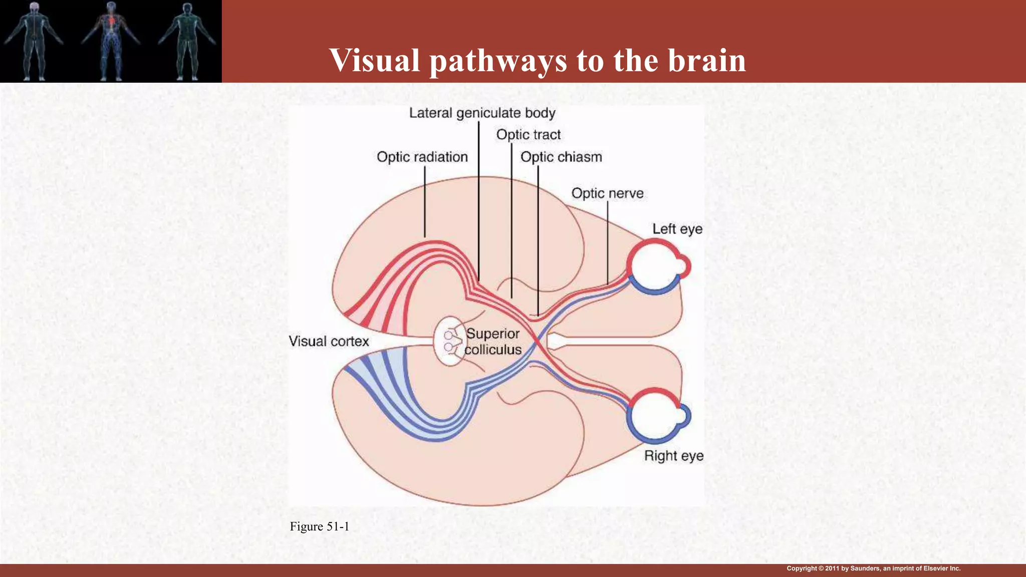 Copyright © 2011 by Saunders, an imprint of Elsevier Inc.
Visual pathways to the brain
Figure 51-1
 