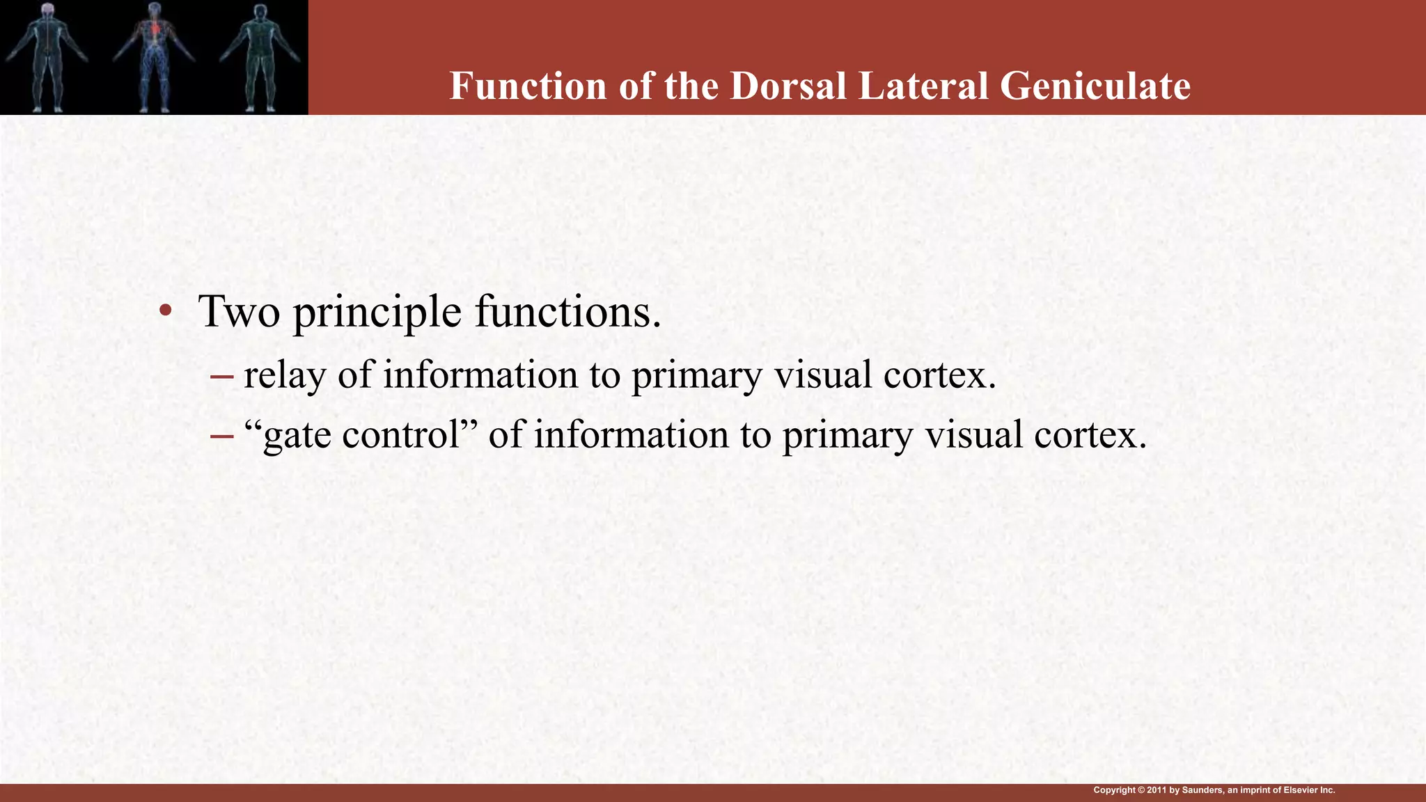 Copyright © 2011 by Saunders, an imprint of Elsevier Inc.
Function of the Dorsal Lateral Geniculate
• Two principle functions.
– relay of information to primary visual cortex.
– “gate control” of information to primary visual cortex.
 