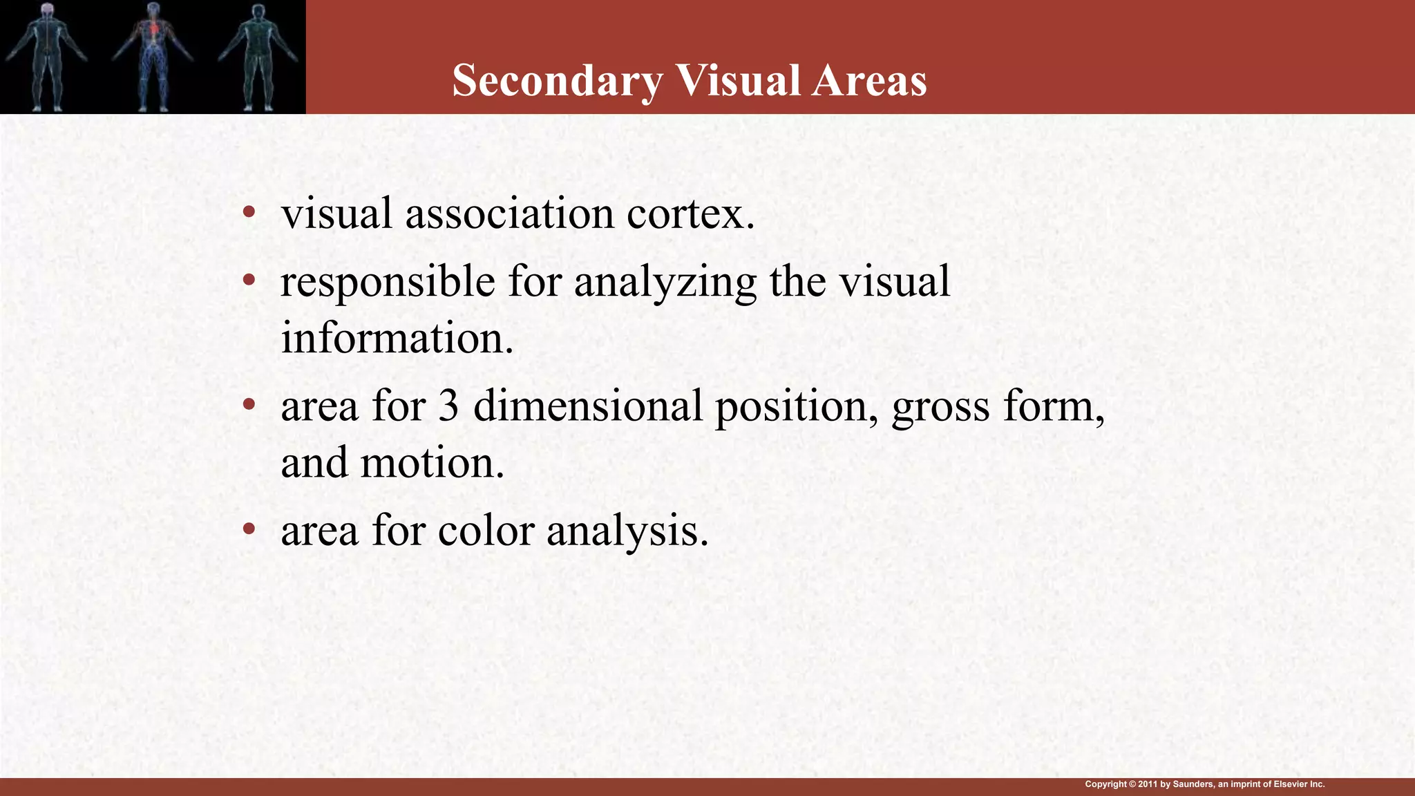 Copyright © 2011 by Saunders, an imprint of Elsevier Inc.
Secondary Visual Areas
• visual association cortex.
• responsible for analyzing the visual
information.
• area for 3 dimensional position, gross form,
and motion.
• area for color analysis.
 