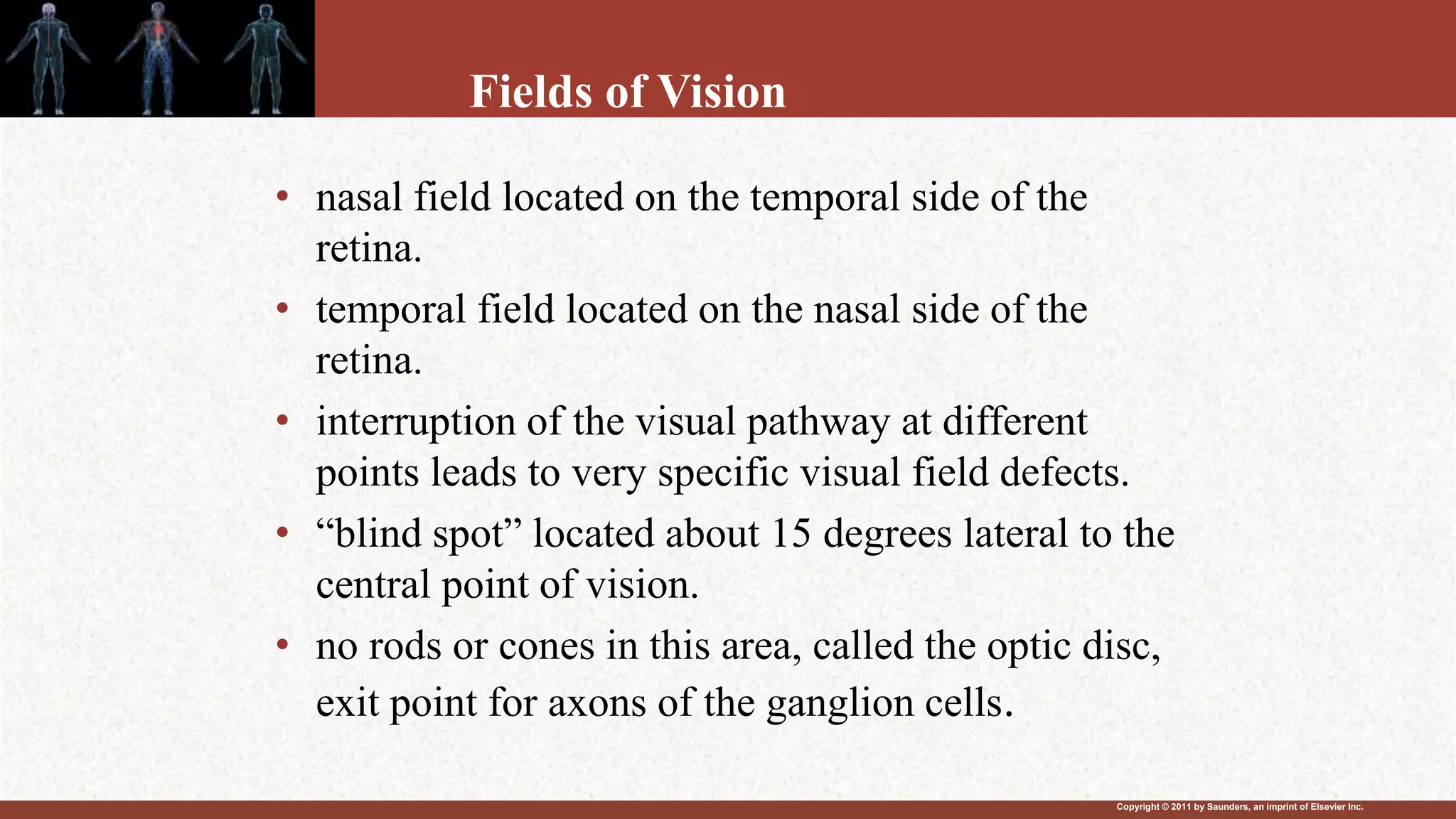 Copyright © 2011 by Saunders, an imprint of Elsevier Inc.
Fields of Vision
• nasal field located on the temporal side of the
retina.
• temporal field located on the nasal side of the
retina.
• interruption of the visual pathway at different
points leads to very specific visual field defects.
• “blind spot” located about 15 degrees lateral to the
central point of vision.
• no rods or cones in this area, called the optic disc,
exit point for axons of the ganglion cells.
 